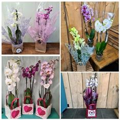 Orchid Plant
