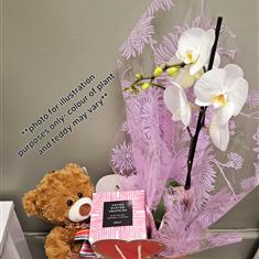 Orchid Plant Gift Set